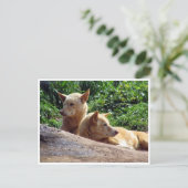 dingo briefkaart (Staand voorkant)