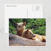 dingo briefkaart (Voorkant / Achterkant)