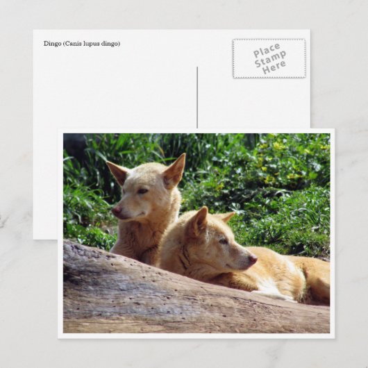 dingo briefkaart (Voorkant / Achterkant)