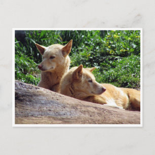 dingo briefkaart