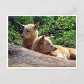 dingo briefkaart (Voorkant)