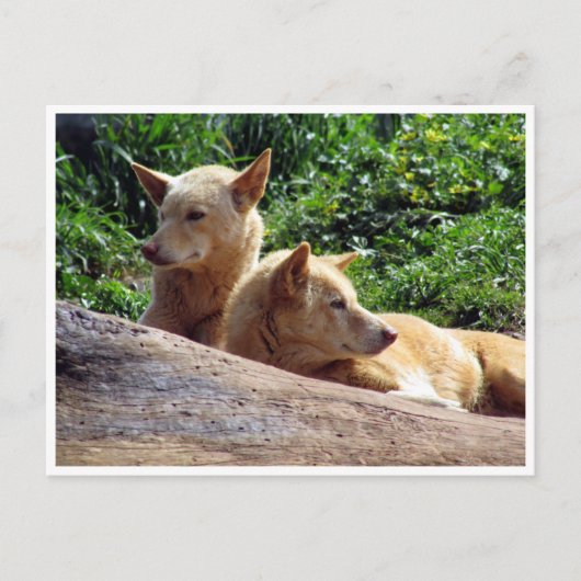 dingo briefkaart (Voorkant)