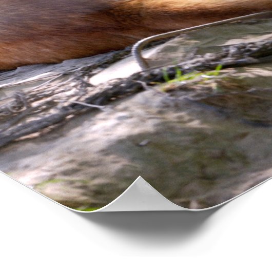 Dingo dat ligt op T-Shir-versiering van briefkaart Poster (Hoek)