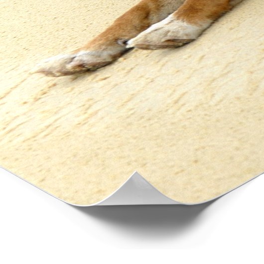 Dingo in het wild poster (Hoek)