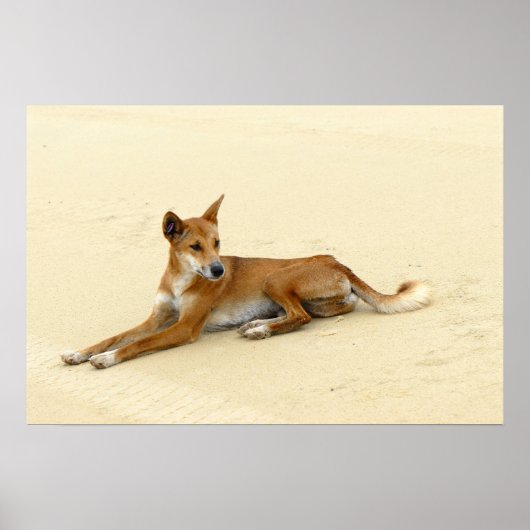 Dingo in het wild poster (Voorkant)