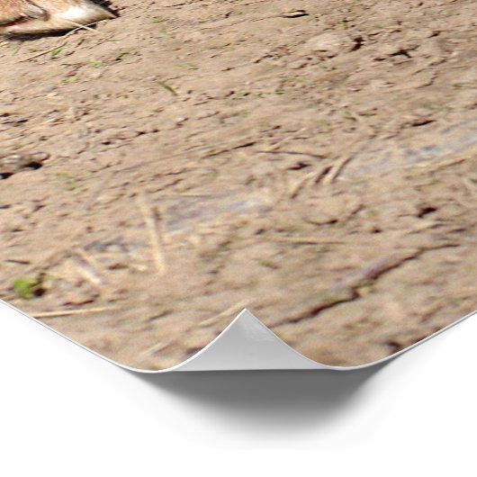 Dingo lopen poster (Hoek)