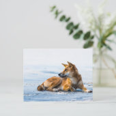 Dingo mond op het strand, Fraser Island Australia Briefkaart (Staand voorkant)