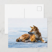 Dingo mond op het strand, Fraser Island Australia Briefkaart (Voorkant / Achterkant)