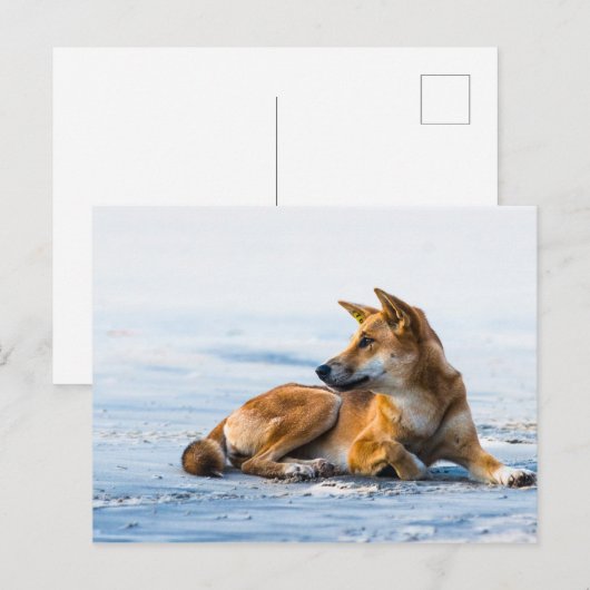 Dingo mond op het strand, Fraser Island Australia Briefkaart (Voorkant / Achterkant)