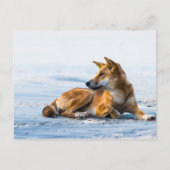 Dingo mond op het strand, Fraser Island Australia Briefkaart (Voorkant)
