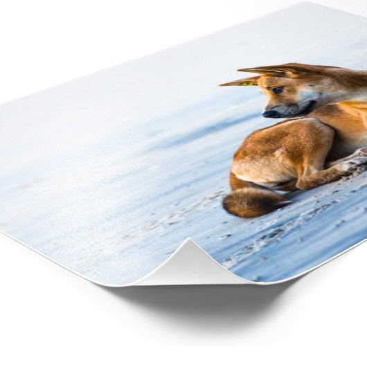 Dingo mond op het strand, Fraser Island Australia Foto Afdruk (Hoek)