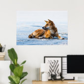 Dingo mond op het strand, Fraser Island Australia Poster (Thuiskantoor)