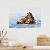 Dingo mond op het strand, Fraser Island Australia Poster (Keuken)