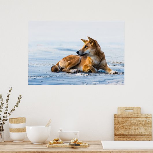 Dingo mond op het strand, Fraser Island Australia Poster (Keuken)