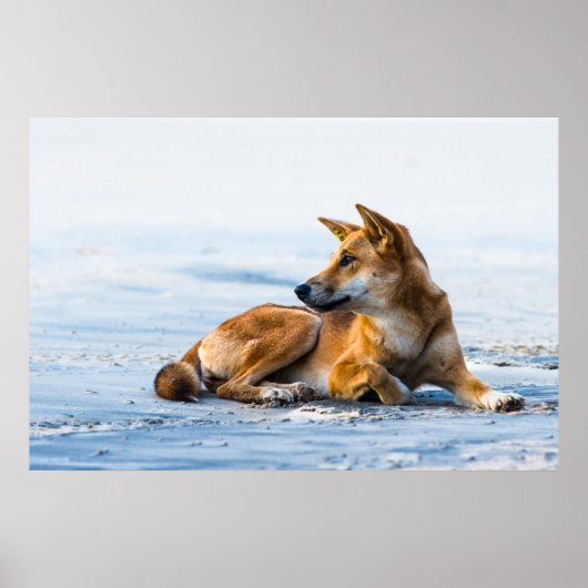 Dingo mond op het strand, Fraser Island Australia Poster (Voorkant)