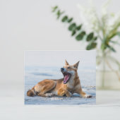 Dingo mond open breed, Fraser Island Australië Briefkaart (Staand voorkant)