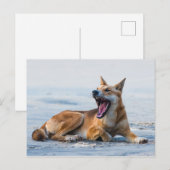 Dingo mond open breed, Fraser Island Australië Briefkaart (Voorkant / Achterkant)