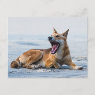 Dingo mond open breed, Fraser Island Australië Briefkaart