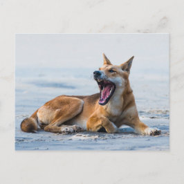 Dingo mond open breed, Fraser Island Australië Briefkaart