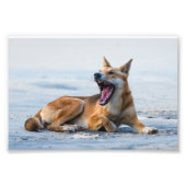 Dingo mond open breed, Fraser Island Australië Foto Afdruk (Voorkant)
