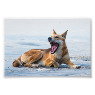 Dingo mond open breed, Fraser Island Australië Foto Afdruk