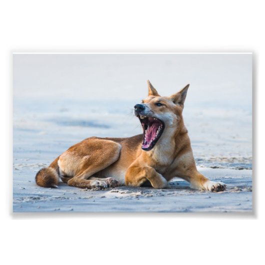 Dingo mond open breed, Fraser Island Australië Foto Afdruk (Voorkant)