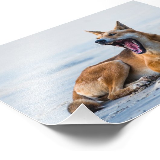 Dingo mond open breed, Fraser Island Australië Foto Afdruk (Hoek)