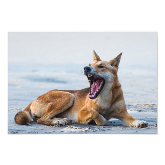 Dingo mond open breed, Fraser Island Australië Foto Afdruk (Voorkant)
