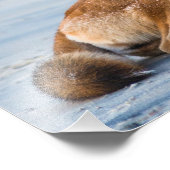 Dingo mond open breed, Fraser Island Australië Foto Afdruk (Hoek)