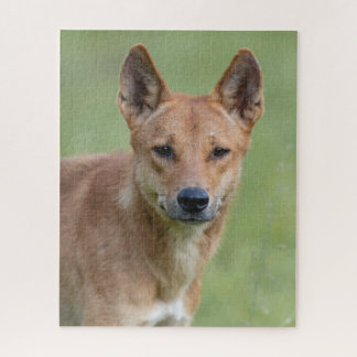 Dingo Portrait Puzzle – Australian Wildlife Art Ga Legpuzzel