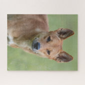 Dingo Portrait Puzzle – Australian Wildlife Art Ga Legpuzzel (Horizontaal)