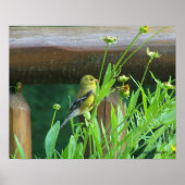 Dining Goldfinch Poster (Voorkant)