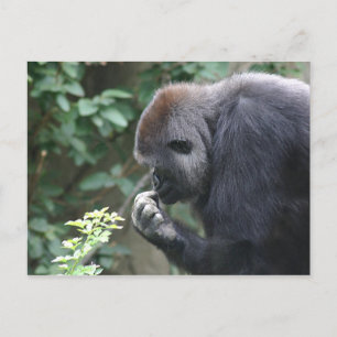 Dinking gorilla-briefkaart briefkaart