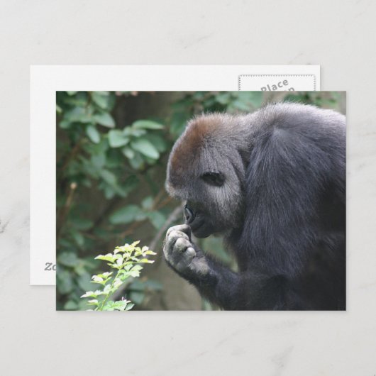 Dinking gorilla-briefkaart briefkaart (Voorkant / Achterkant)