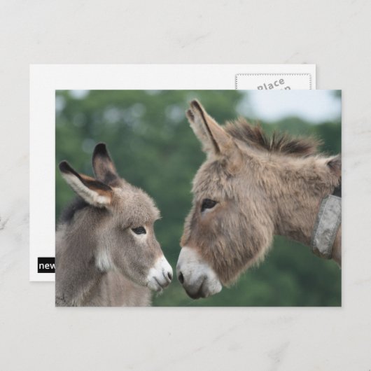 Dinky donkey briefkaart (Voorkant / Achterkant)