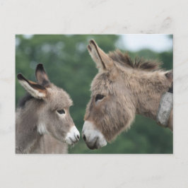 Dinky donkey briefkaart