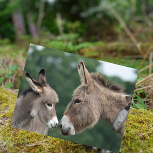 Dinky donkey briefkaart