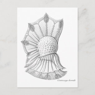 Dinoflagellaat Briefkaart