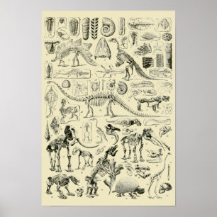  Dinosaur Bone Fossils Art Poster