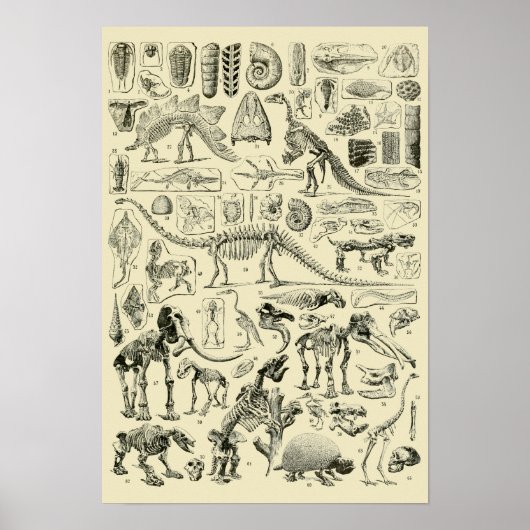 Dinosaur Bone Fossils Art Poster (Voorkant)