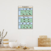 Dinosaur Classification Vereenvoudigd Poster (Keuken)
