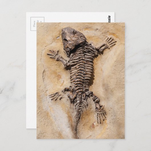 Dinosaur Fossil Briefkaart (Voorkant / Achterkant)