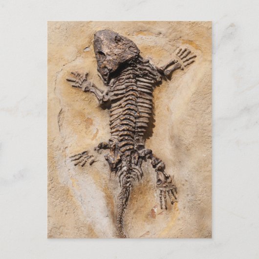 Dinosaur Fossil Briefkaart (Voorkant)