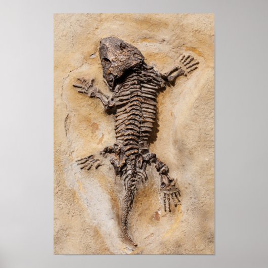 Dinosaur Fossil Poster (Voorkant)