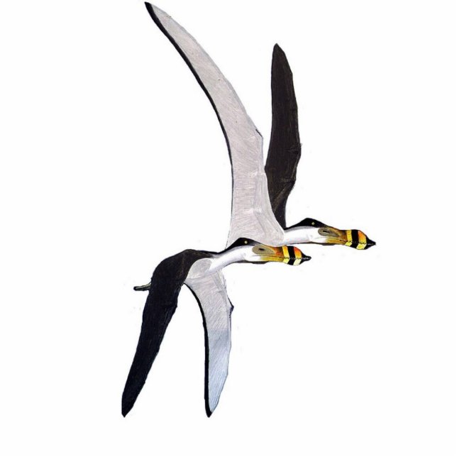 Dinosaur Foto van Anhanguera Gregory Paul Staand Fotobeeldje (Voorkant)