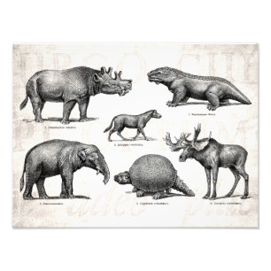  Dinosaur Old Illustration Retro Dinosaurs Foto Afdruk