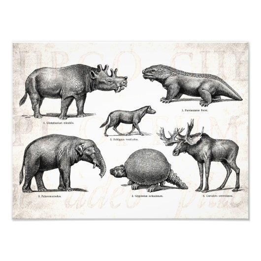  Dinosaur Old Illustration Retro Dinosaurs Foto Afdruk (Voorkant)
