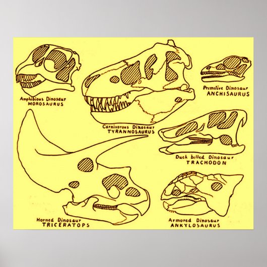 Dinosaur Skulls Poster (Voorkant)
