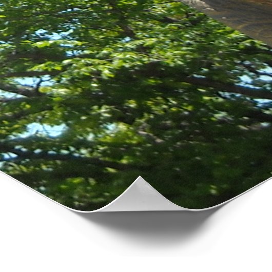 Dinosaur T-Rex Poster (Hoek)