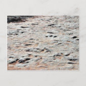 Dinosaur Tracks Briefkaart (Voorkant)